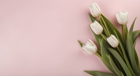 白色郁金香花摄影图片